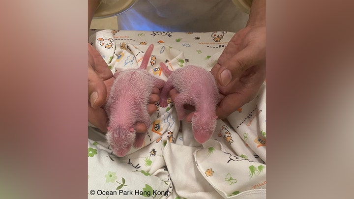 Giant Panda Becomes First-Time Mom, Gives Birth to Historic Twins in China