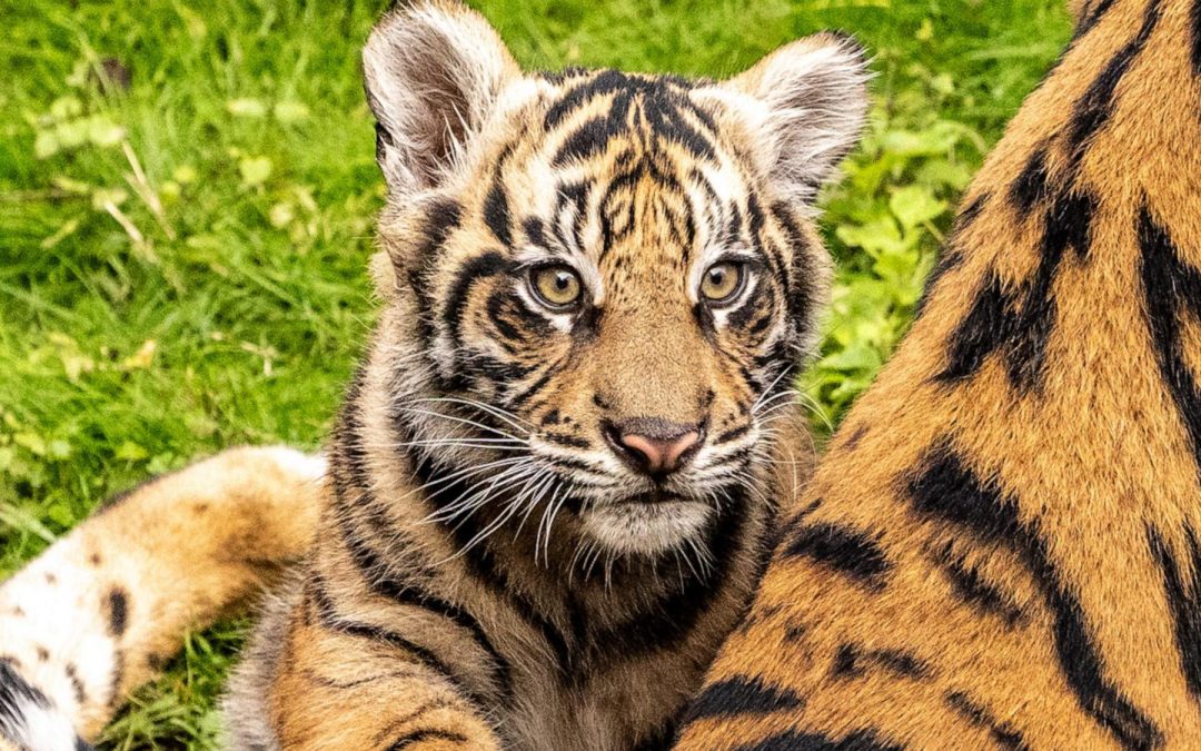 WATCH:  Tiger cub makes official ‘onstage’ debut at Disney’s Animal Kingdom