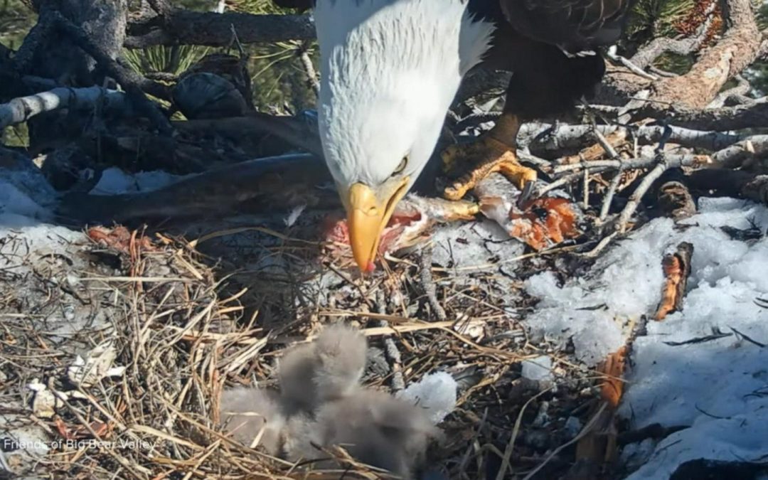 WATCH:  Baby animals make their debuts across America