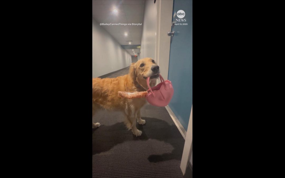 WATCH: Adorable golden retriever carries big bone in tiny purse