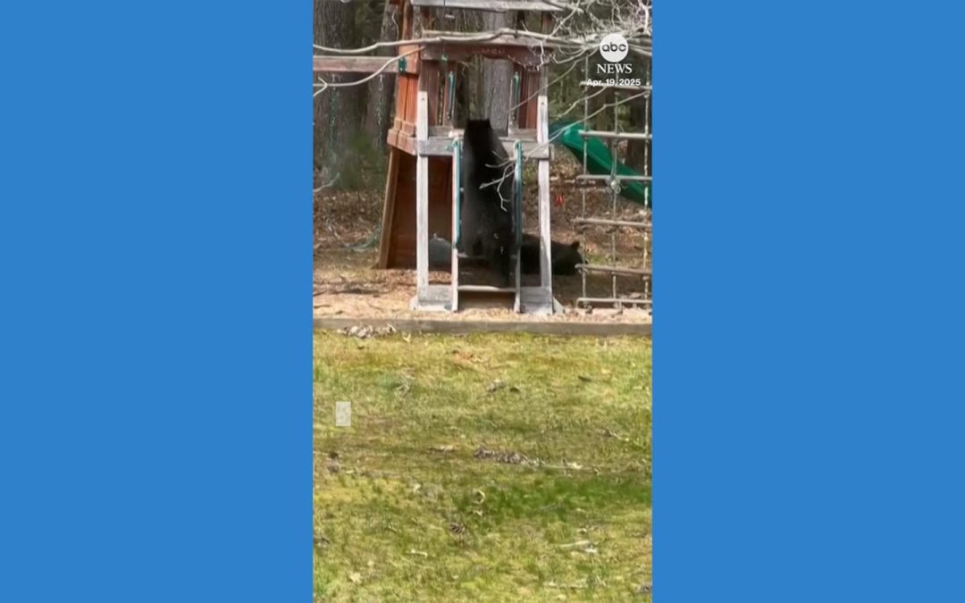 WATCH: Bear spotted playing on family’s backyard slide