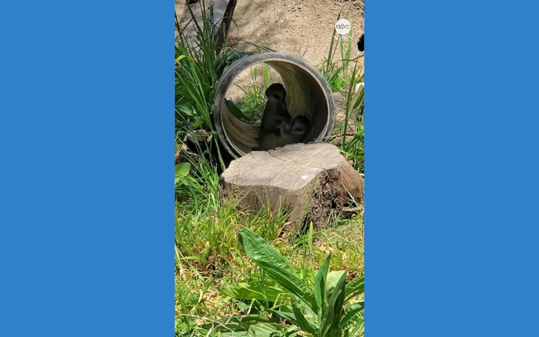 WATCH: Meerkat siblings wrestle at zoo