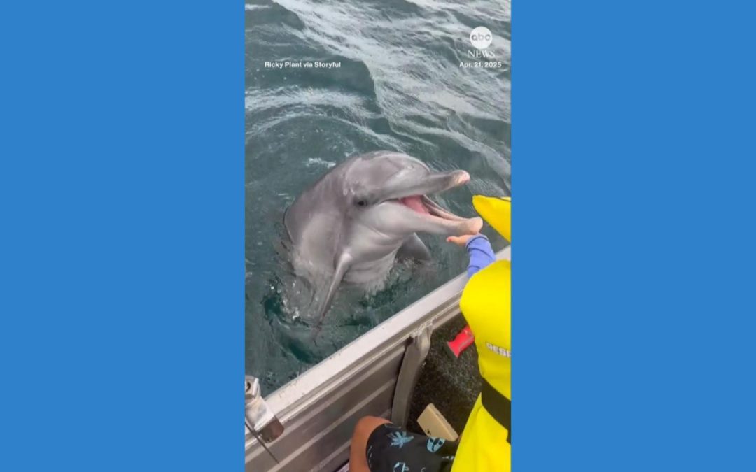 WATCH: Boy has encounter with ‘friendly’ dolphin