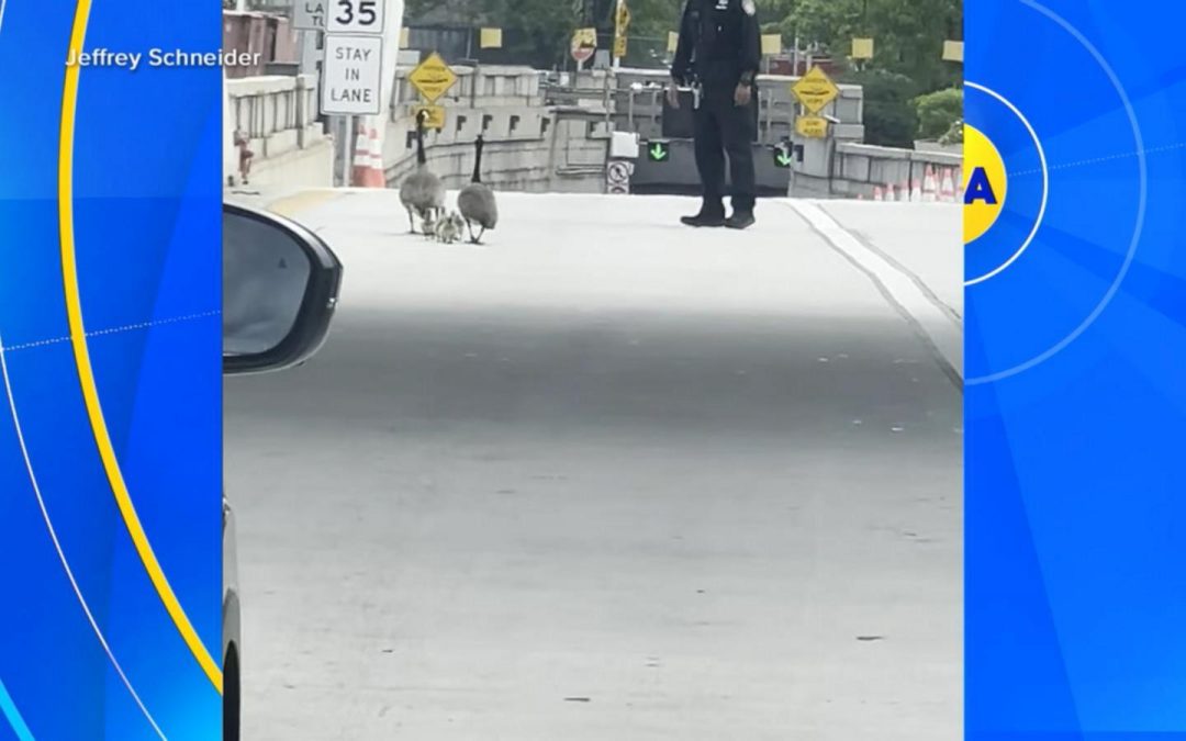 WATCH: Officer helps family of geese safely across busy street
