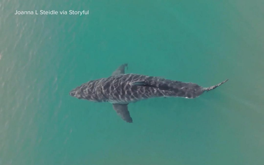 WATCH: New drone video shows a great white shark spotted off Montauk, NY