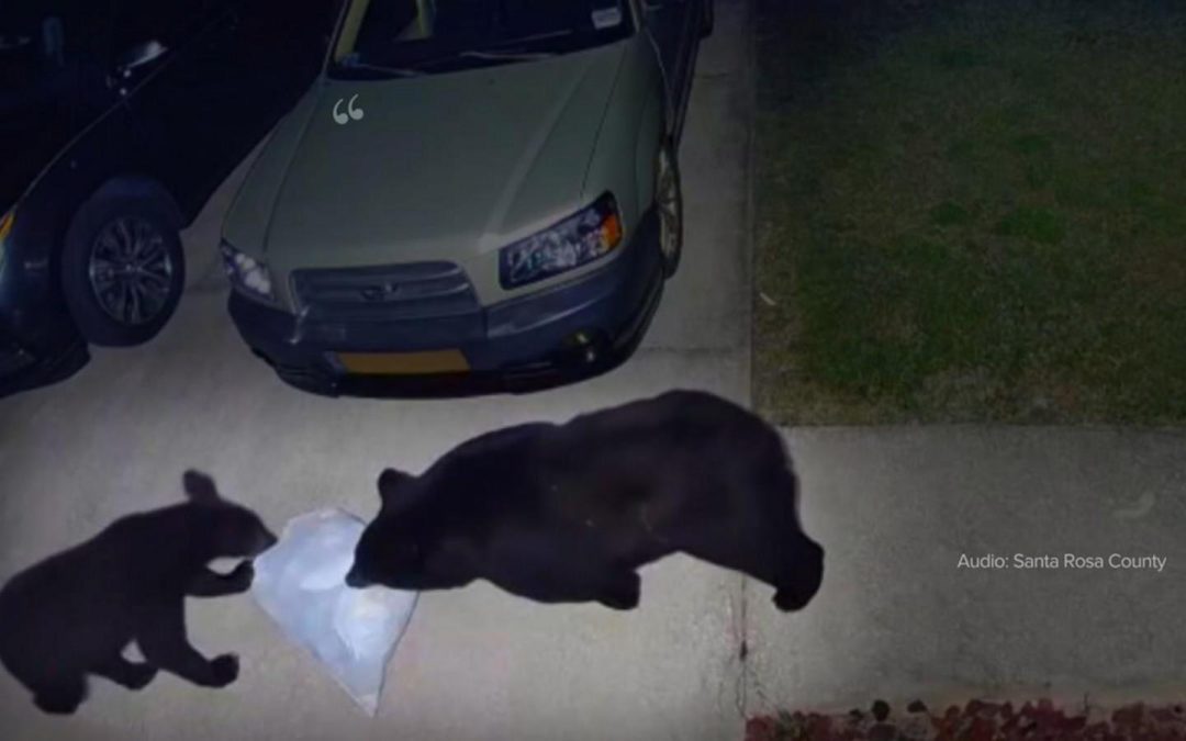 WATCH:  Man hospitalized after bear attack while protecting dog in Gulf Breeze, Florida