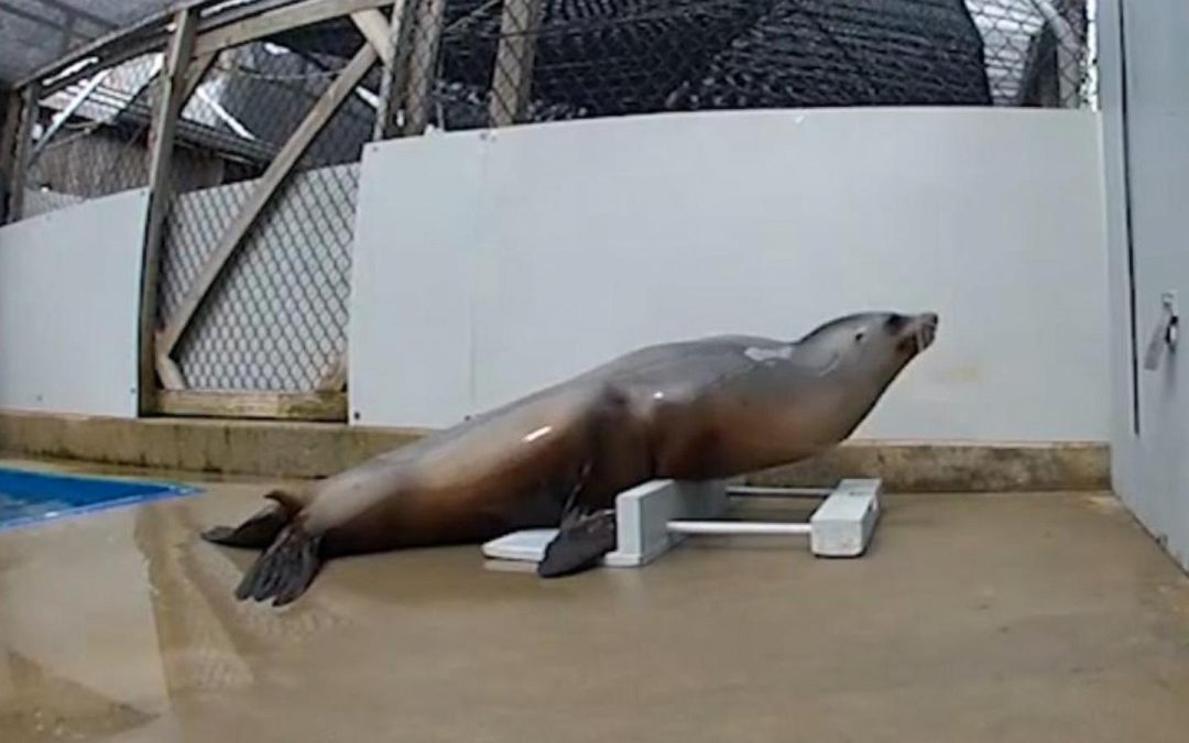 WATCH: Sea lion keeps a beat while grooving to music