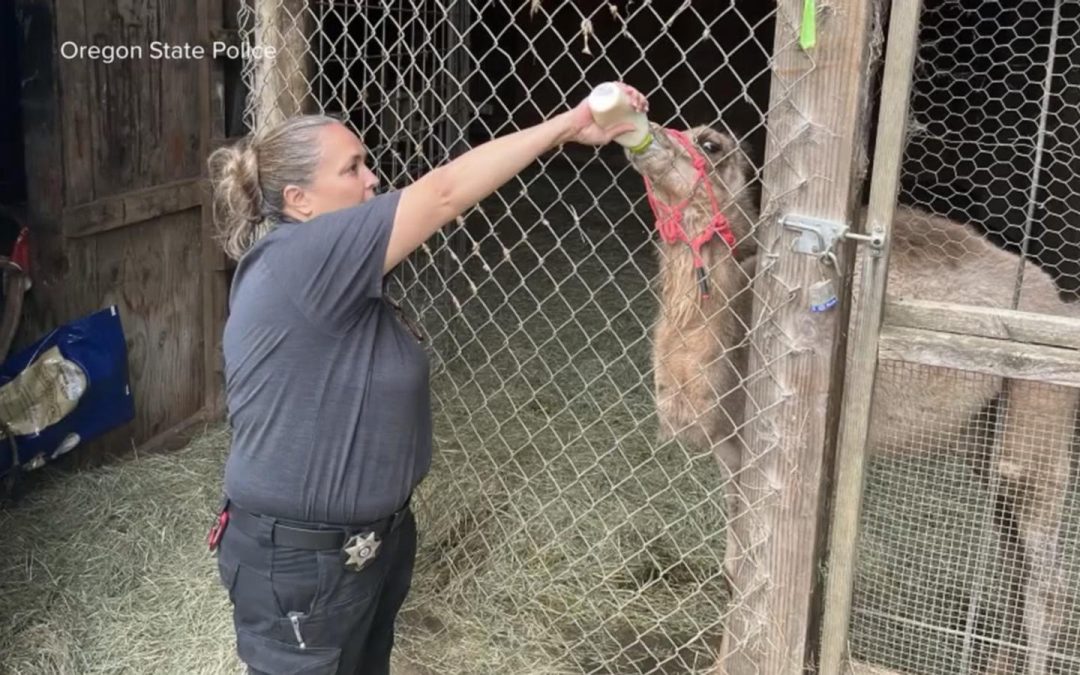 WATCH: Authorities seize more than 300 animals from Oregon safari park