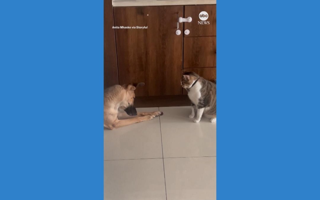 WATCH: Dog and cat face off for last bite of food