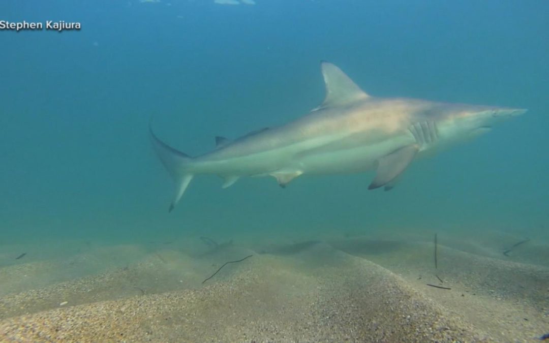 WATCH: Sharks in the shallows