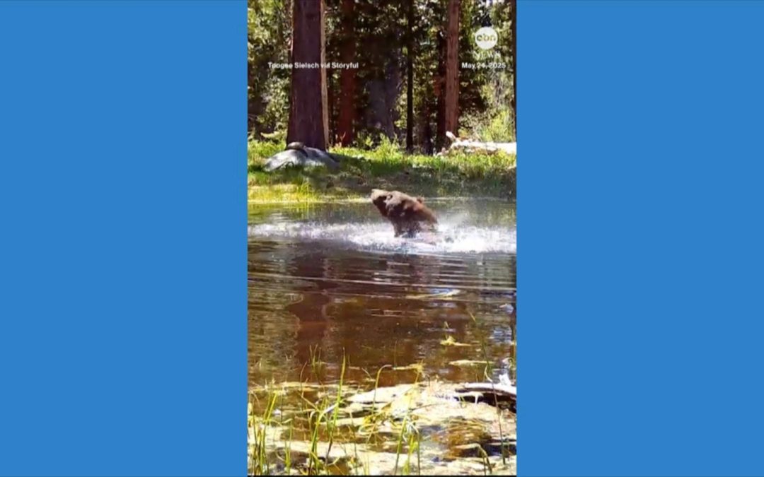 WATCH: Bear enjoys refreshing swim in pond
