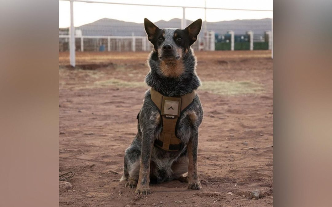 Trump’s Army parade includes a dog and pony show. And the dog is named Doc Holliday