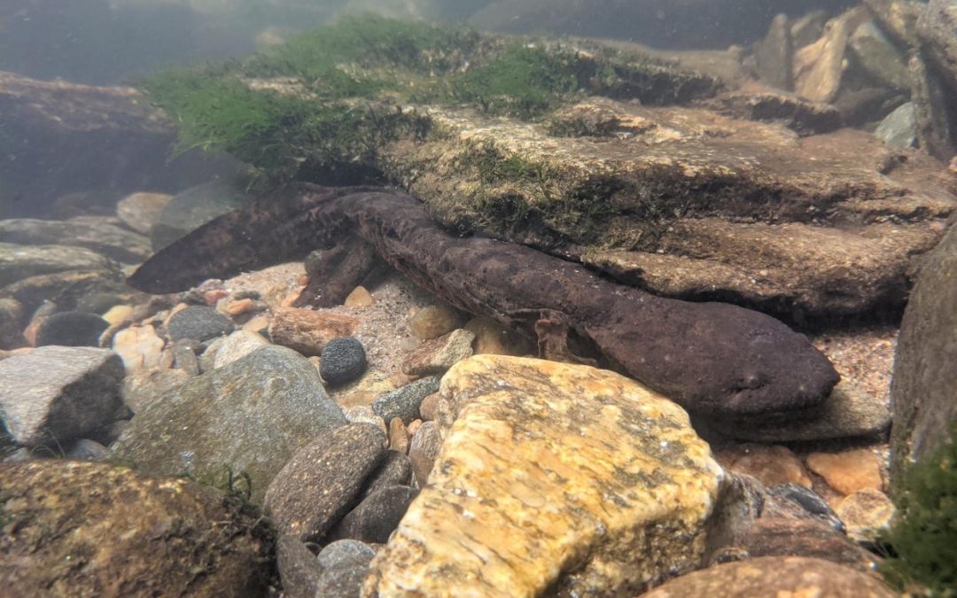 These 2 Western NC rivers were named among America’s 11 most endangered historic places
