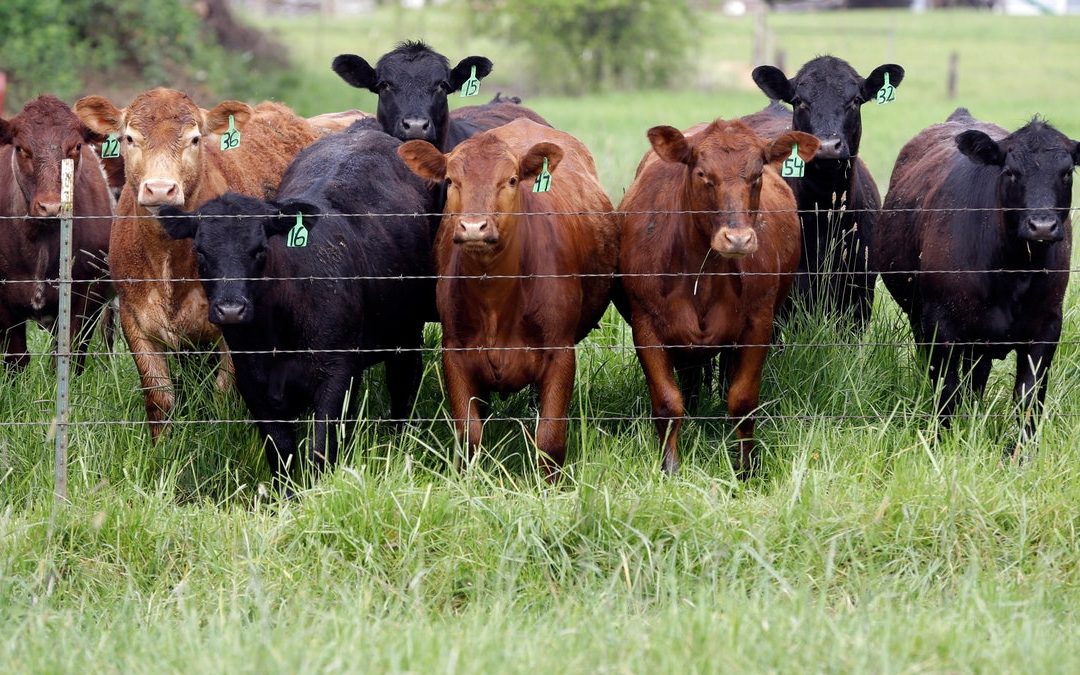 From the farm gate to the dinner plate, America’s food economy is under attack