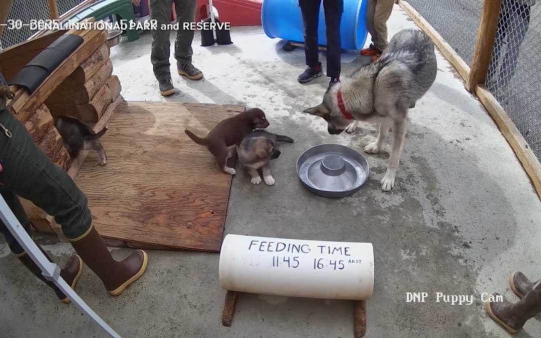 WATCH: Get your daily dose of cuteness with puppy cam