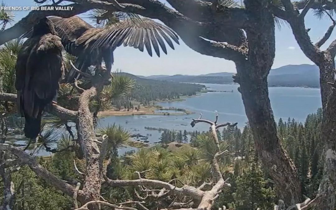 WATCH: Viral California baby eagle leaves the nest