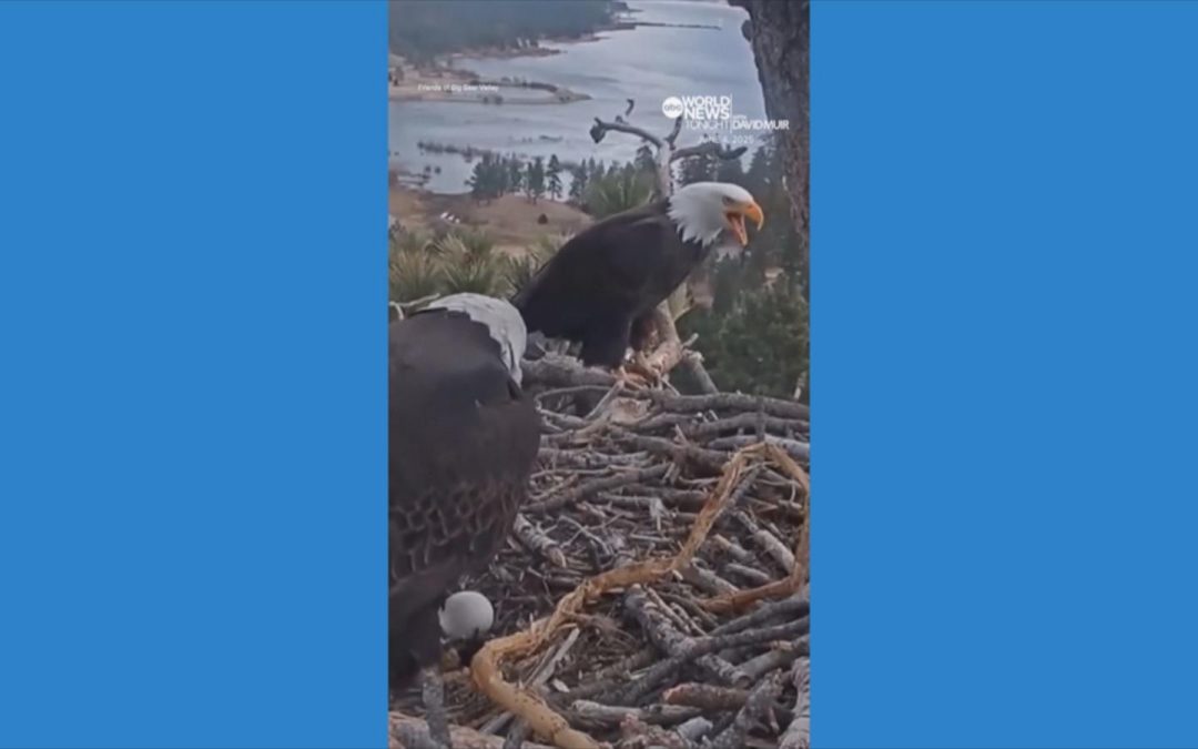 WATCH: Bald eagle in Big Bear, California, returns to nest and reunites with sister