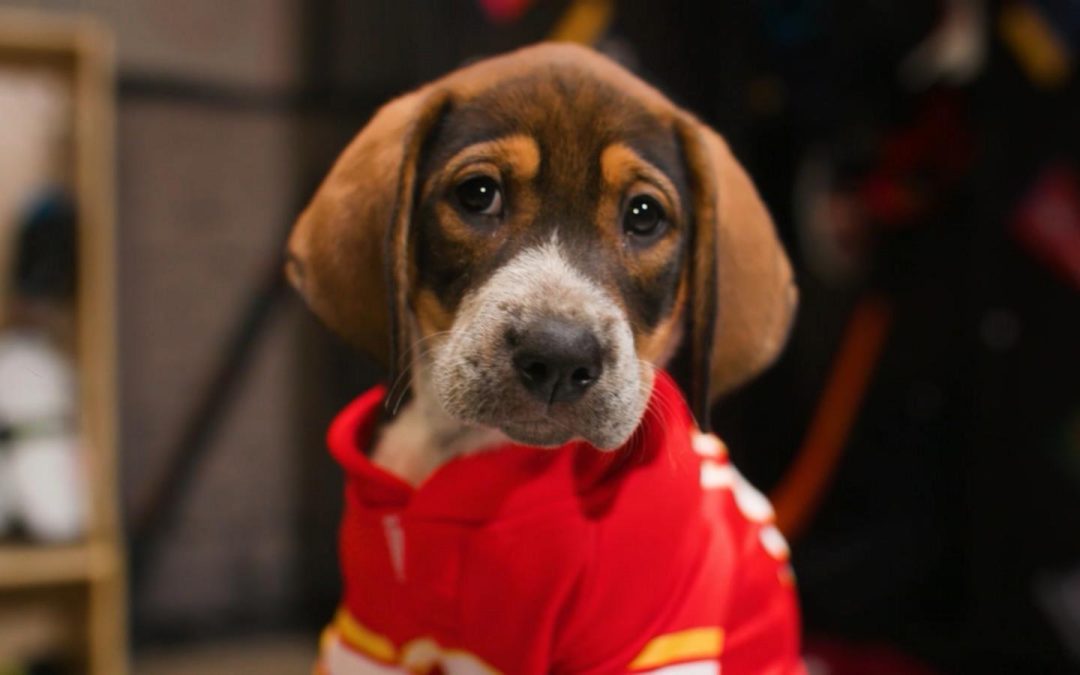 WATCH: Stanley Pup returns: NHL’s adorable adoption game