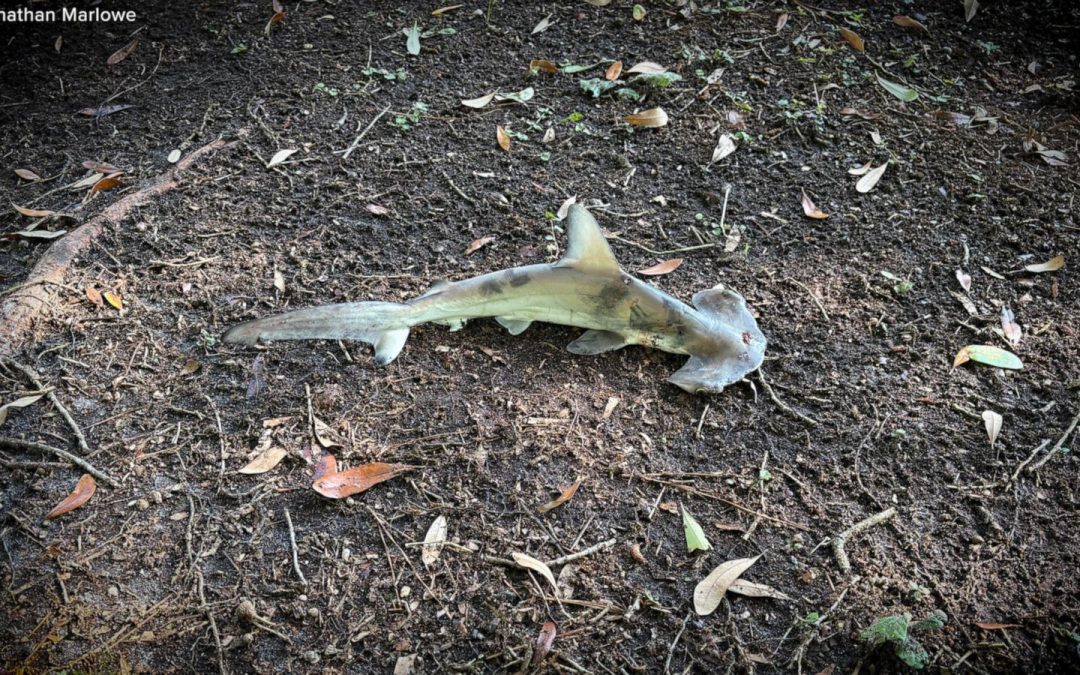 WATCH:  Hammerhead shark falls from sky onto South Carolina disc golf course