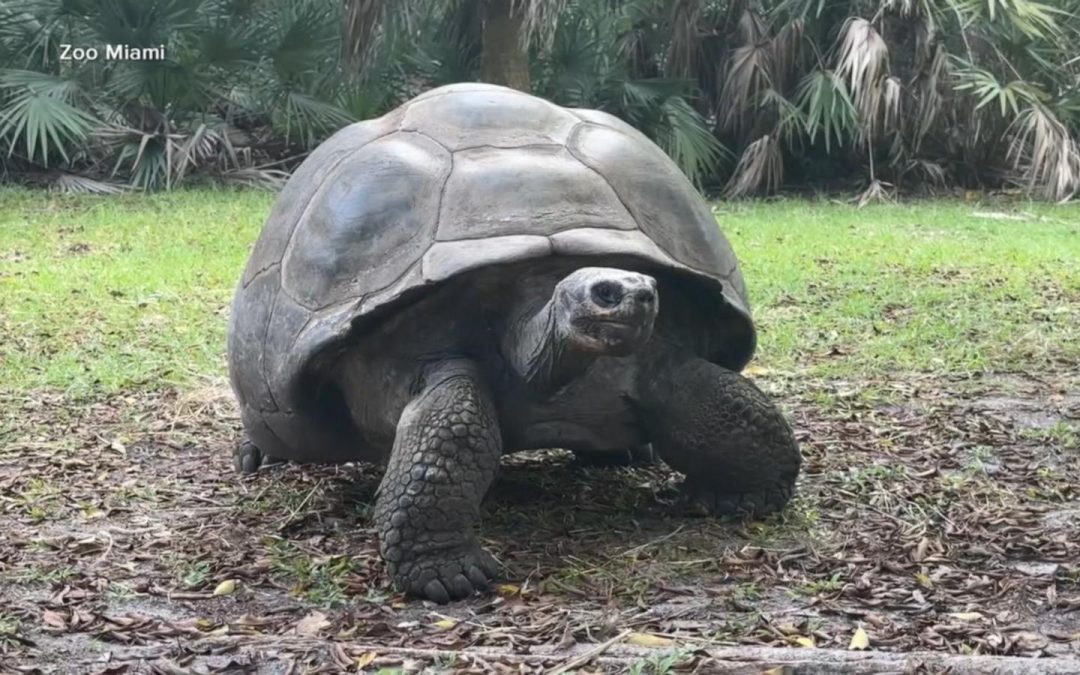 WATCH: 134-year-old tortoise becomes dad for 1st time