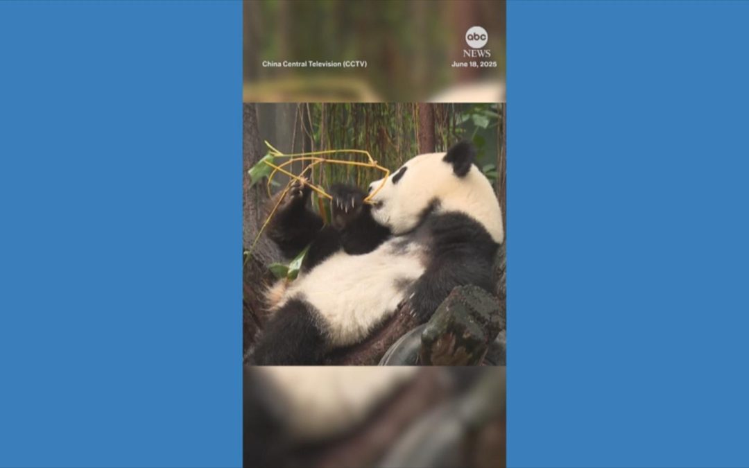 WATCH:  Giant panda celebrates first birthday at China zoo