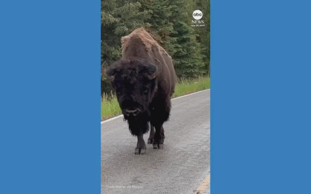 WATCH:  Lone bison causes traffic jam at Yellowstone National Park