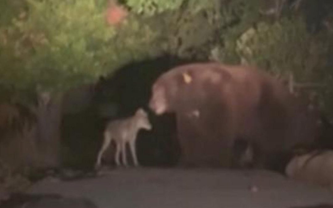WATCH: Bear and coyote keep each other company in fire-ravaged Altadena, California