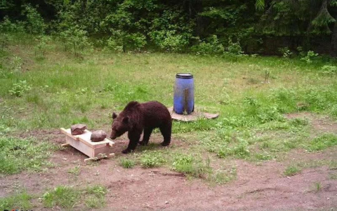 A wild bear enters Lithuania’s capital. Hunters refuse a government request to shoot the animal
