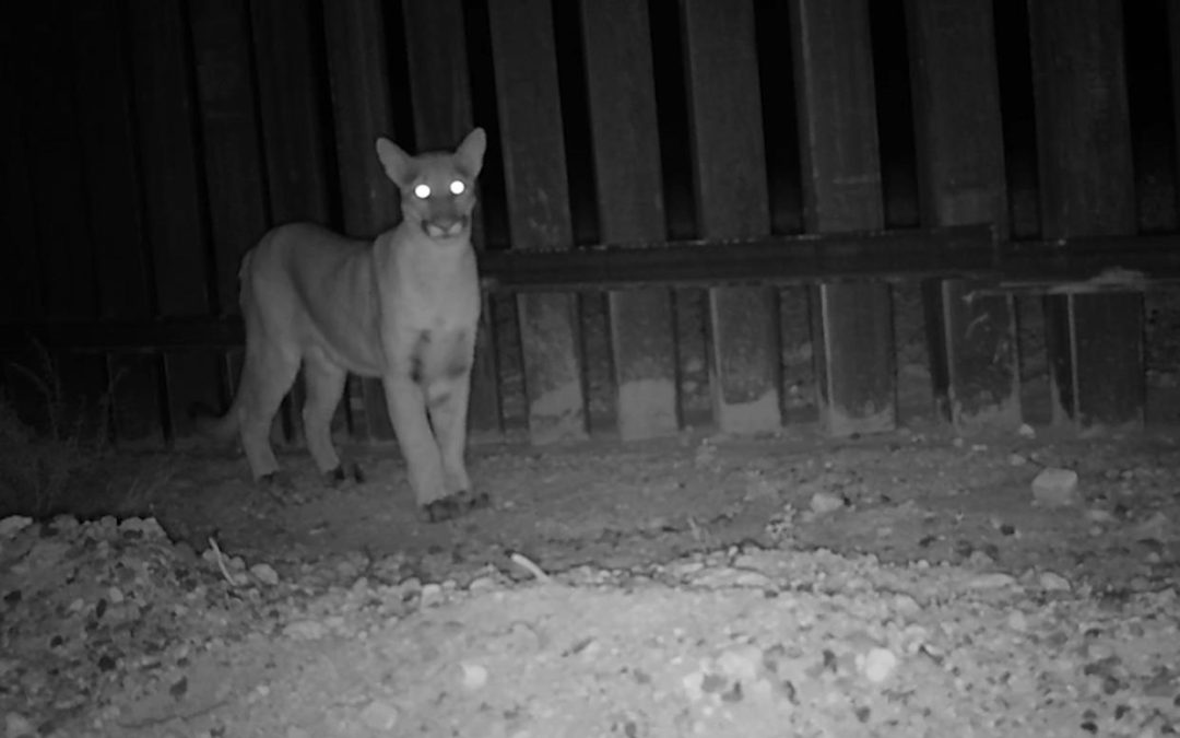 Scientists put motion cameras along the US-Mexico border to spy on wildlife. The footage is spectacular — and telling.