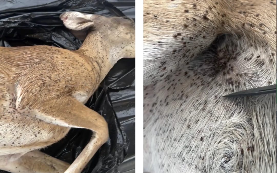Viral Video of Deer Crawling with Ticks Is Nightmare Fuel. It’s Also a Warning
