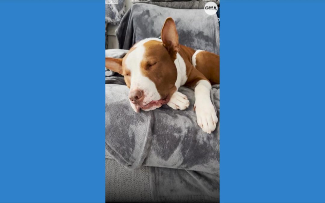 WATCH:  Viral dog with narcolepsy passes out whenever he gets too excited