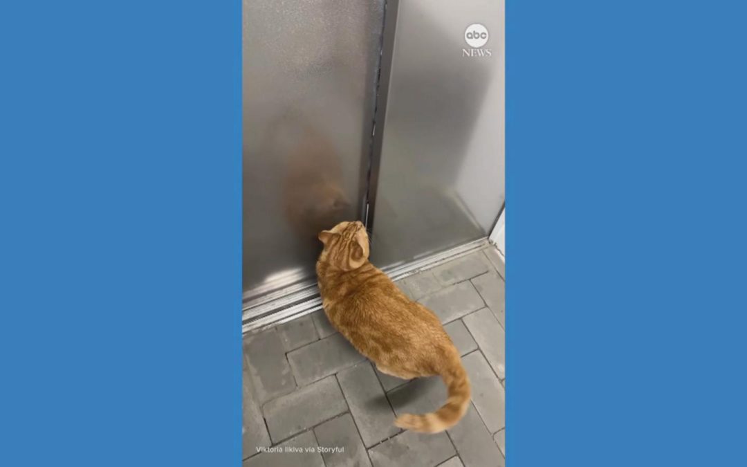 WATCH:  Cat memorizes route home from bomb shelter in Ukraine