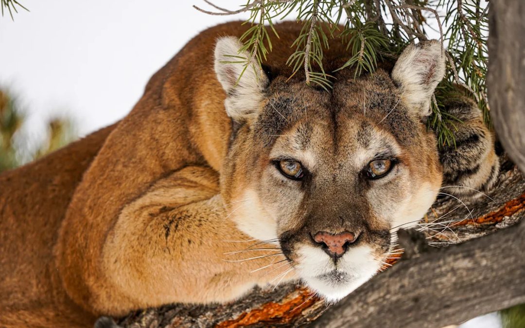 Is a mountain lion really roaming the streets in this upstate NY city? What we know now