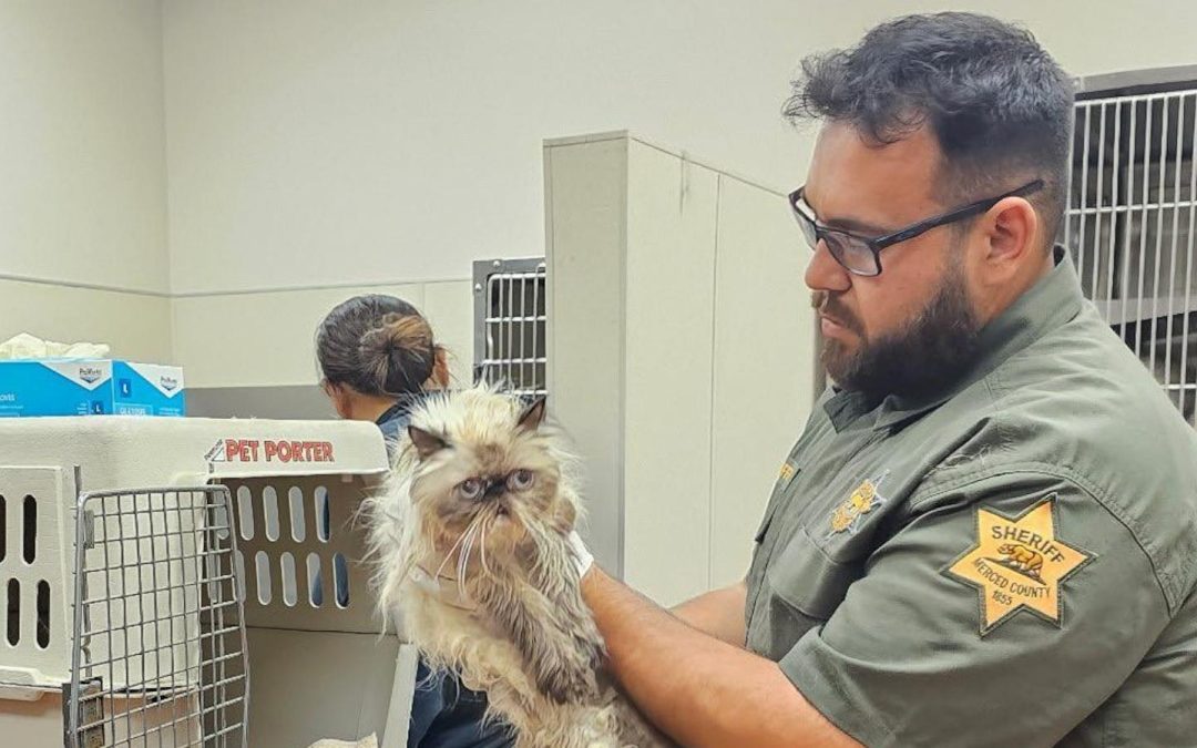Woman arrested for allegedly leaving 100 cats in a U-Haul