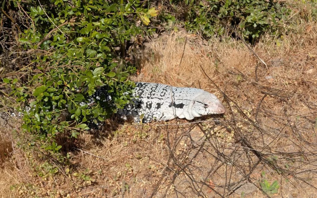Officials issue warning after hikers spot huge invasive lizard lurking in state park: ‘If you see it, back away safely’