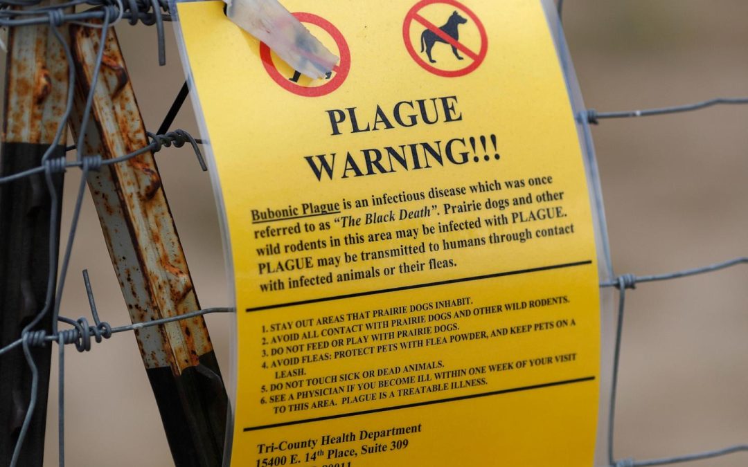 Northern Arizona resident dies from plague