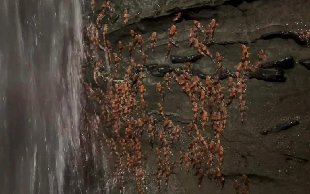 Thousands of bumblebee catfish captured climbing waterfall in never-before-seen footage