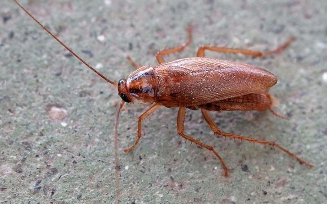 Old meat, bugs on food, rotting fruit, roaches at Wichita KS restaurants, stores