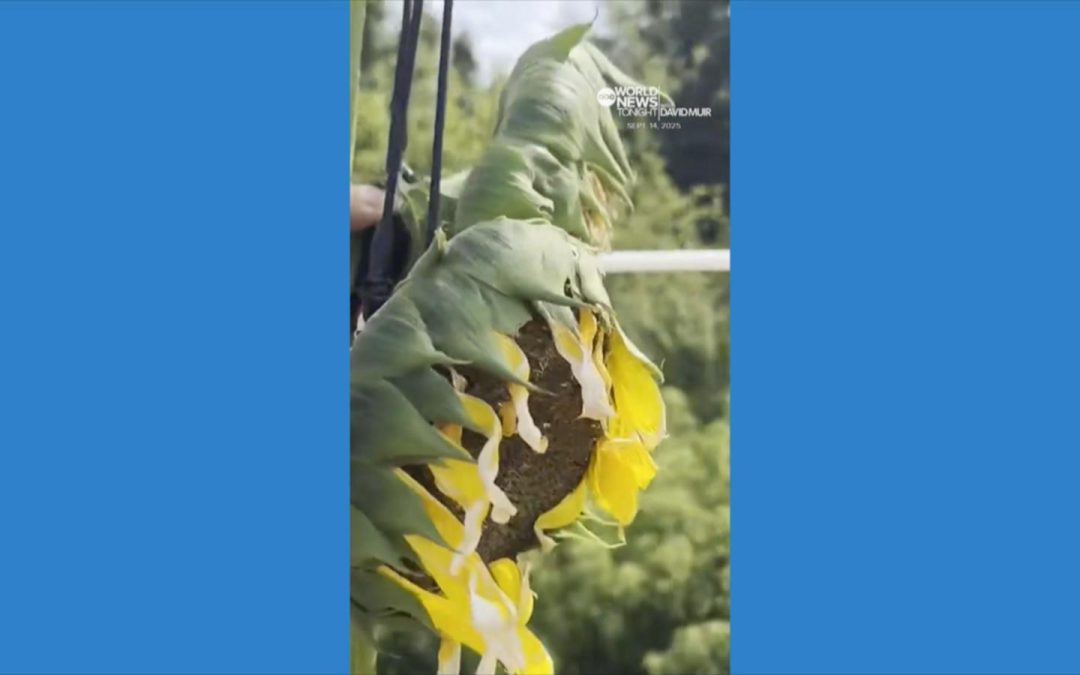 WATCH:  Indiana gardener born in Ukraine grows world’s tallest sunflower