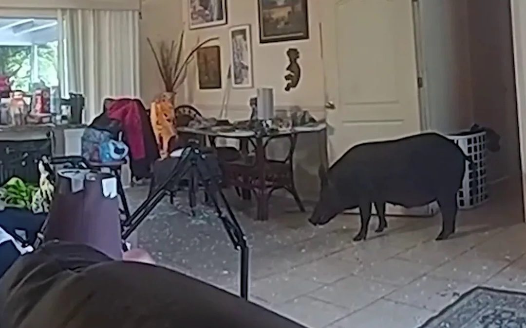 Bodycam Video Shows Wild Boar in Florida Man’s Home