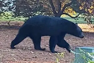 Residents of Mass. town warned after bear attacks goat, tries to get into chicken coop
