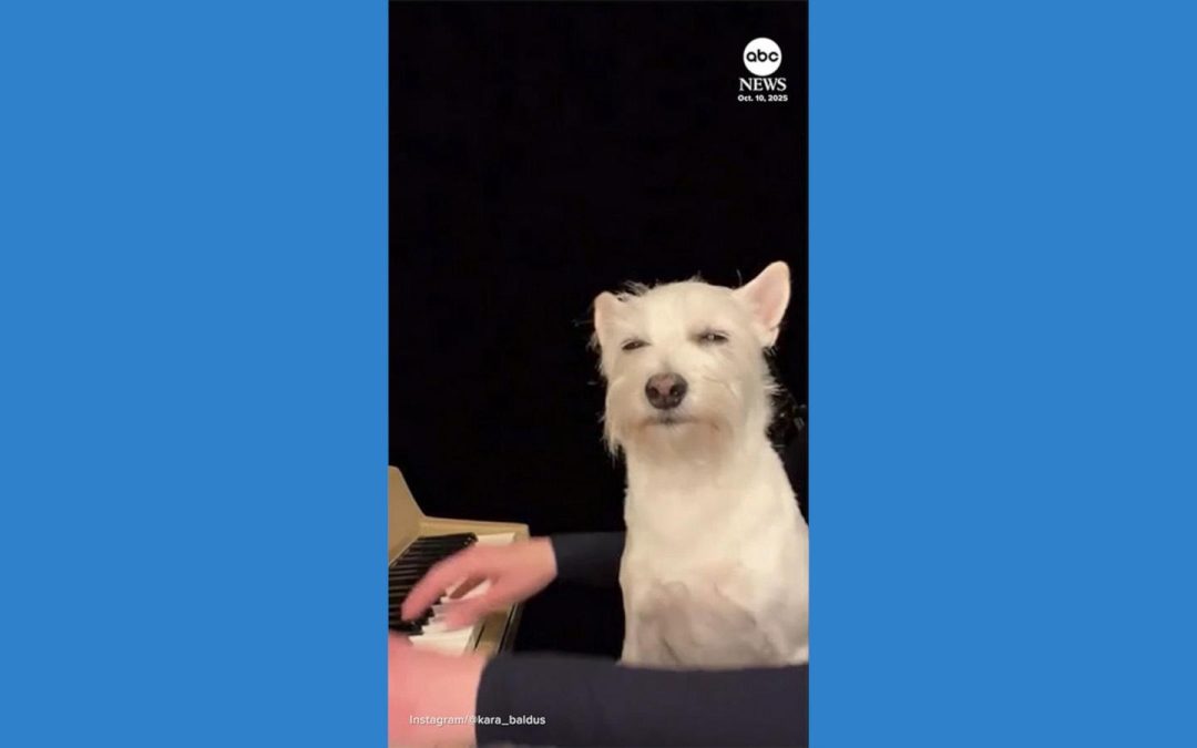 WATCH:  Dog goes viral for loving mom’s music