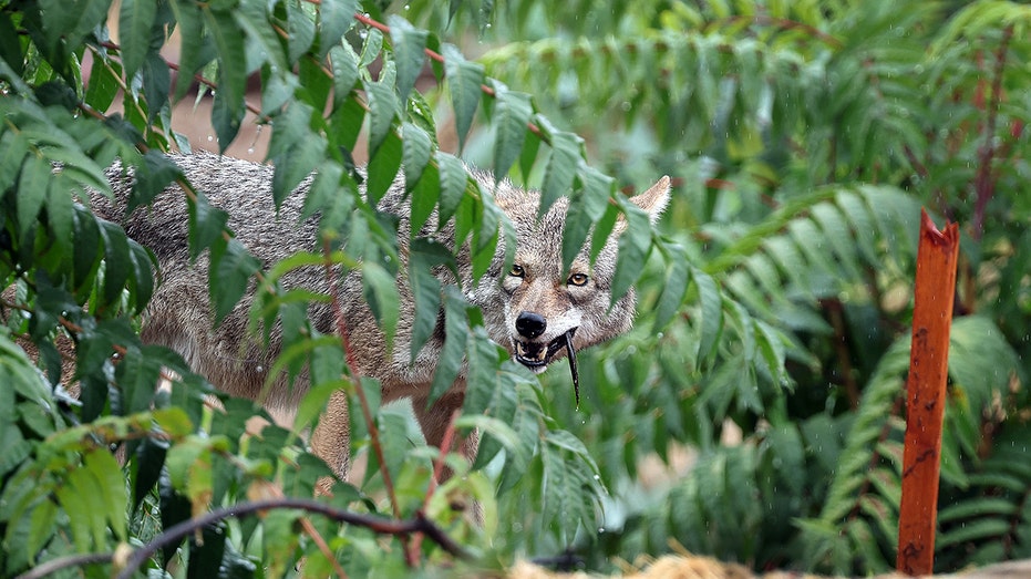 Oregon child attacked by coyote during game of hide-and-seek in backyard; state officials sound alarm