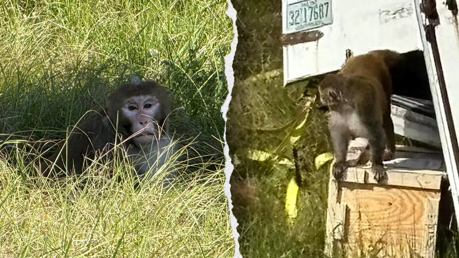 Escaped monkeys from Mississippi truck crash puts spotlight on NIH-funded Tulane lab
