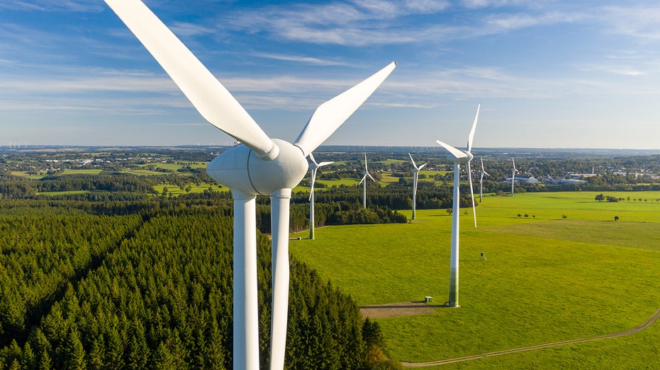 Green energy company in the hot seat after bald eagles knocked out of the skies