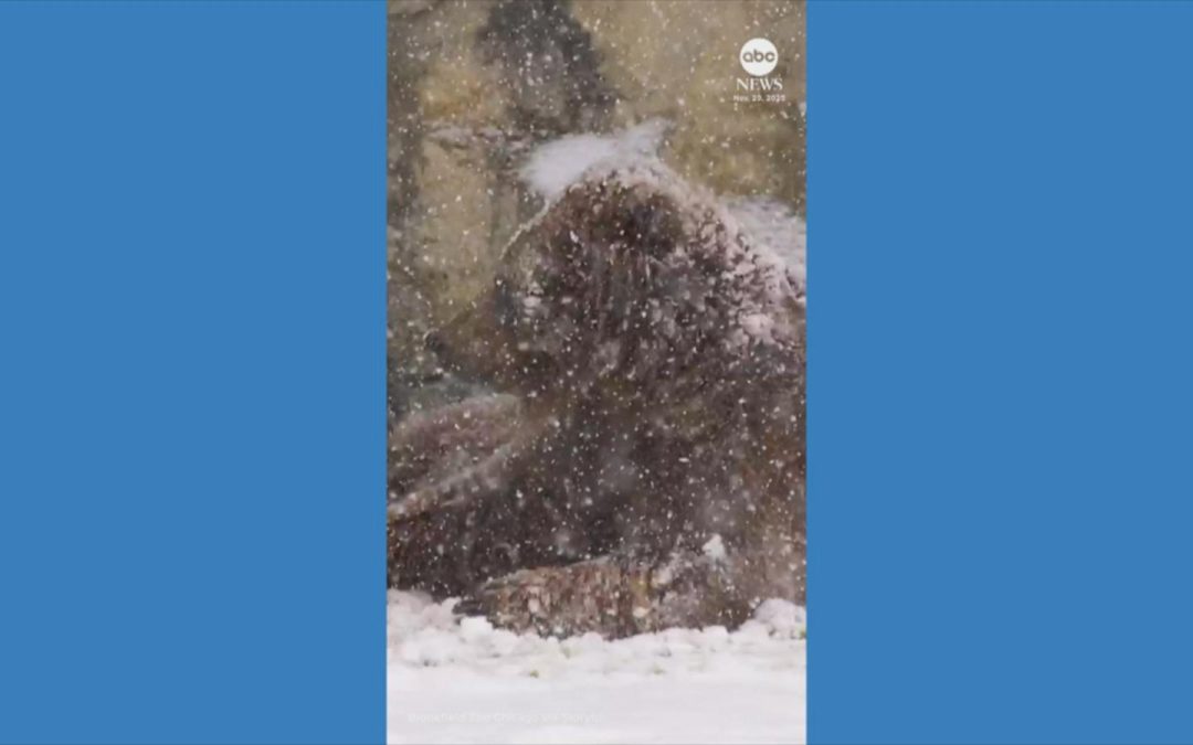 WATCH:  Bear enjoys fresh snowfall at Chicago zoo