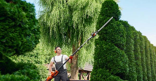 NY Times: Trump’s Migration Policy Threatens Nation’s Shrubbery