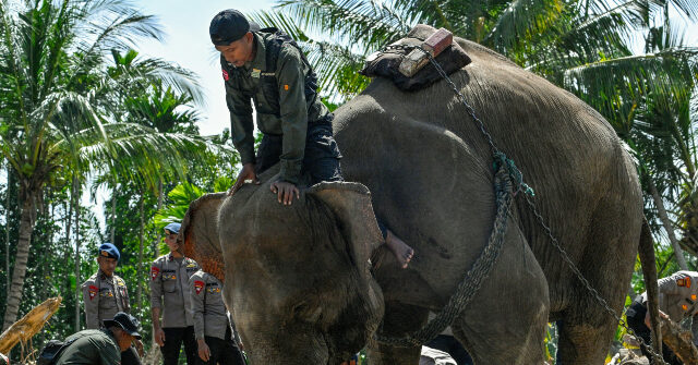 Nearly 1,000 Casualties, One Million Displaced by Indonesia Floods