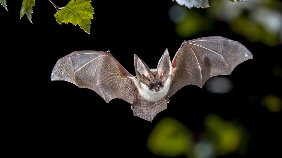 Deadly bat disease fungus confirmed in key tourist destination as officials warn of impacts