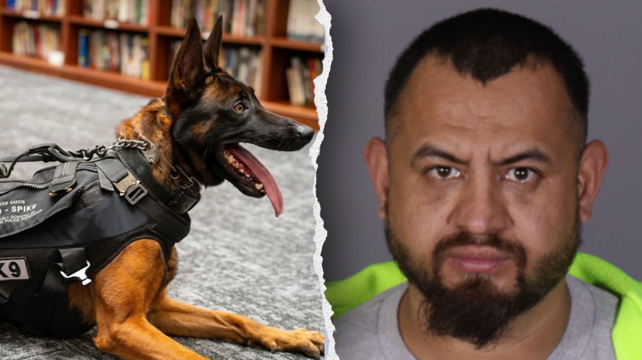 Illegal immigrant gang member killed police K-9 ‘Spike’ before officers returned fire in California: source